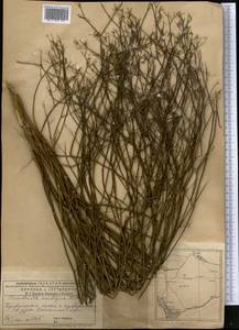 Chondrilla ambigua Fisch. ex Kar. & Kir., Middle Asia, Caspian Ustyurt & Northern Aralia (M8) (Kazakhstan)