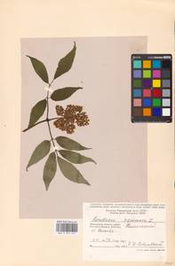 Sambucus racemosa L., Eastern Europe, Moscow region (E4a) (Russia)