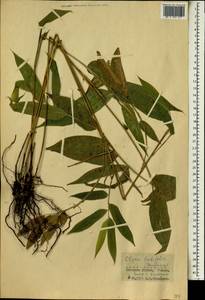 Olyra latifolia L., Africa (AFR) (Guinea)