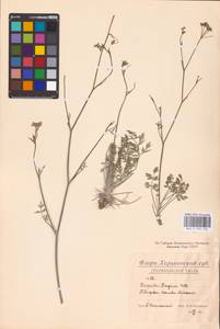 Pimpinella tragium Vill., Eastern Europe, North Ukrainian region (E11) (Ukraine)