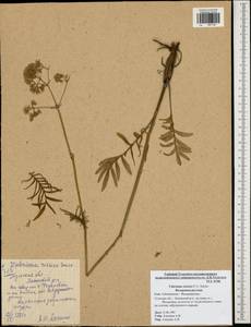 Valeriana rossica P. A. Smirn., Eastern Europe, Central region (E4) (Russia)