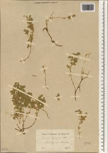 Herniaria incana Lam., South Asia, South Asia (Asia outside ex-Soviet states and Mongolia) (ASIA) (Turkey)