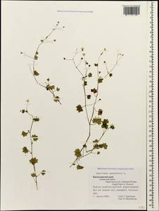 Saxifraga cymbalaria L., Caucasus, Krasnodar Krai & Adygea (K1a) (Russia)