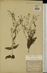 Epilobium montanum L., Eastern Europe, North Ukrainian region (E11) (Ukraine)