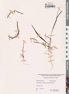 Potamogeton maackianus A.Benn., Siberia, Russian Far East (S6) (Russia)