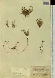 Stellaria longipes subsp. longipes, Siberia, Chukotka & Kamchatka (S7) (Russia)