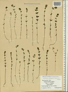 Euphrasia ×vernalis List, Eastern Europe, Northern region (E1) (Russia)