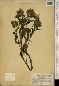Aster amellus subsp. bessarabicus (Bernh. ex Rchb.) Soó, Caucasus, Dagestan (K2) (Russia)