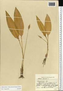 Allium ursinum L., Eastern Europe, Central region (E4) (Russia)