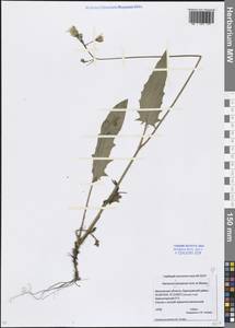 Hieracium, Eastern Europe, Moscow region (E4a) (Russia)