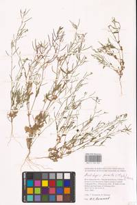 Olimarabidopsis pumila (Steph.) Al-Shehbaz, O'Kane & R.A.Price, Eastern Europe, Lower Volga region (E9) (Russia)