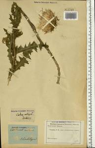 Carduus nutans L., Eastern Europe, South Ukrainian region (E12) (Ukraine)