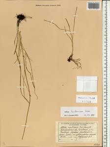 Allium lusitanicum Lam., Eastern Europe, West Ukrainian region (E13) (Ukraine)