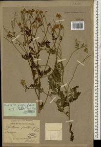 Tanacetum partheniifolium (Willd.) Sch. Bip., Caucasus (no precise locality) (K0)