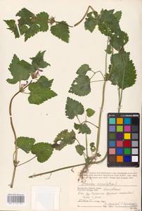 MHA 0 154 555, Lamium maculatum (L.) L., Eastern Europe, Central region (E4) (Russia)