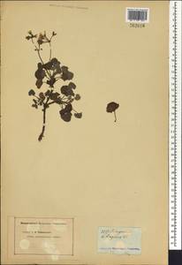Pelargonium fragrans Willd., Africa (AFR) (Not classified)