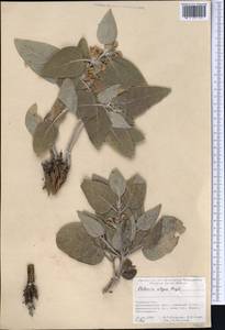 Phlomis olgae Regel, Middle Asia, Pamir & Pamiro-Alai (M2) (Tajikistan)