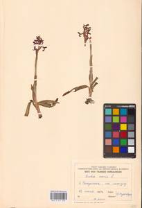 Anacamptis morio (L.) R.M.Bateman, Pridgeon & M.W.Chase, Eastern Europe, Estonia (E2c) (Estonia)