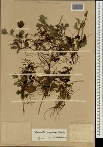 Cuscuta japonica Choisy, South Asia, South Asia (Asia outside ex-Soviet states and Mongolia) (ASIA) (North Korea)