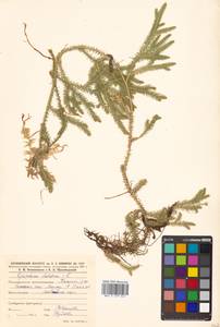 Lycopodium clavatum L., Siberia, Russian Far East (S6) (Russia)