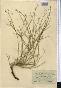 Chondrilla leiosperma Kar. & Kir., Middle Asia, Northern & Central Tian Shan (M4) (Kyrgyzstan)