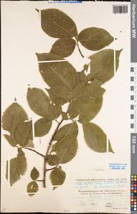 Ulmus glabra Huds., Eastern Europe, North Ukrainian region (E11) (Ukraine)
