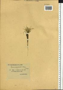 Carex eremopyroides V.I.Krecz., Siberia, Yakutia (S5) (Russia)