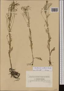 Cardamine pratensis subsp. matthioli (Moretti) Nyman, Western Europe (EUR) (Czech Republic)