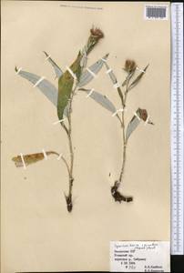 Syreitschikovia spinulosa (Franch.) Pavlov, Middle Asia, Western Tian Shan & Karatau (M3) (Kazakhstan)