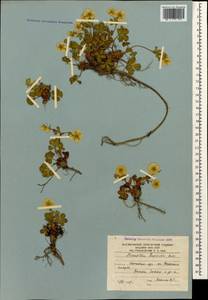 Potentilla ruprechtii Boiss., Caucasus, South Ossetia (K4b) (South Ossetia)