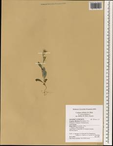 Carduus pycnocephalus subsp. albidus (M. Bieb.) Kazmi, South Asia, South Asia (Asia outside ex-Soviet states and Mongolia) (ASIA) (Cyprus)
