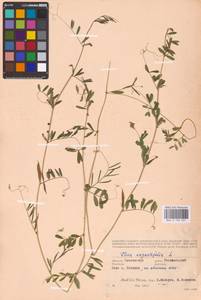 Vicia sativa subsp. nigra (L.)Ehrh., Eastern Europe, Western region (E3) (Russia)