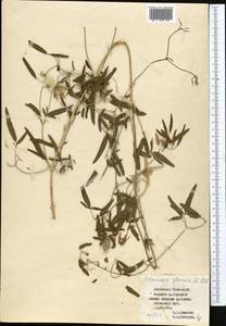 Clematis glauca Willd., Middle Asia, Northern & Central Tian Shan (M4) (Kyrgyzstan)