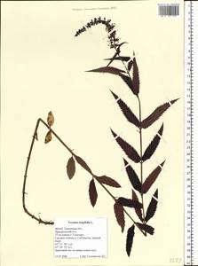 Veronica longifolia L., Siberia, Western Siberia (S1) (Russia)