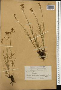Eremogone blepharophylla (Boiss.) S. Ikonnikov, Caucasus, Armenia (K5) (Armenia)