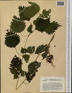 Urtica thunbergiana subsp. thunbergiana, Siberia, Russian Far East (S6) (Russia)