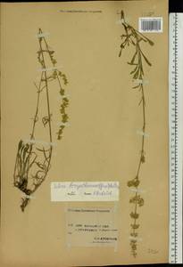 Silene borysthenica (Gruner) Walters, Eastern Europe, Western region (E3) (Russia)