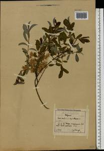 Salix myrsinifolia subsp. myrsinifolia, Eastern Europe, North-Western region (E2) (Russia)