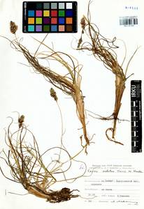 Carex sabulosa Turcz. ex Kunth, Siberia, Baikal & Transbaikal region (S4) (Russia)