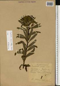 Euphorbia semivillosa (Prokh.) Krylov, Eastern Europe, Middle Volga region (E8) (Russia)