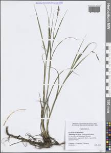 Carex hirta L., Eastern Europe, Central forest-and-steppe region (E6) (Russia)