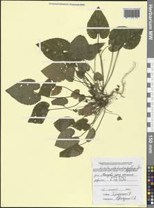 Viola alba subsp. dehnhardtii (Ten.) W. Becker, Caucasus, Black Sea Shore (from Novorossiysk to Adler) (K3) (Russia)
