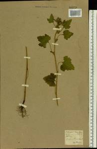 Xanthium strumarium L., Eastern Europe, North Ukrainian region (E11) (Ukraine)