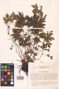 Geranium palustre L., Eastern Europe, North Ukrainian region (E11) (Ukraine)