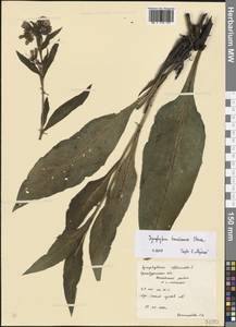 Symphytum tanaicense Steven, Eastern Europe, Eastern region (E10) (Russia)