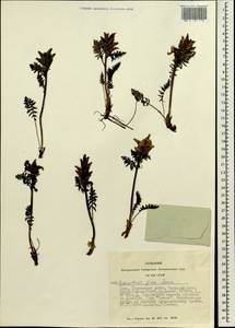 Pedicularis fissa Turcz., Siberia, Altai & Sayany Mountains (S2) (Russia)