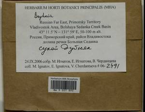 Bryhnia, Bryophytes, Bryophytes - Russian Far East (excl. Chukotka & Kamchatka) (B20) (Russia)