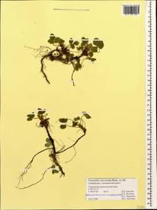 Potentilla micrantha Ramond ex DC., Caucasus, Azerbaijan (K6) (Azerbaijan)