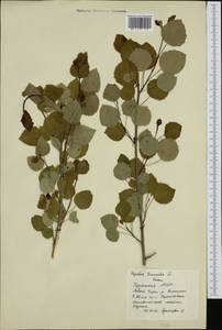 Populus tremula L., Siberia, Baikal & Transbaikal region (S4) (Russia)