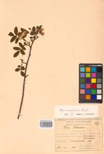 Rosa acicularis Lindl., Siberia, Russian Far East (S6) (Russia)